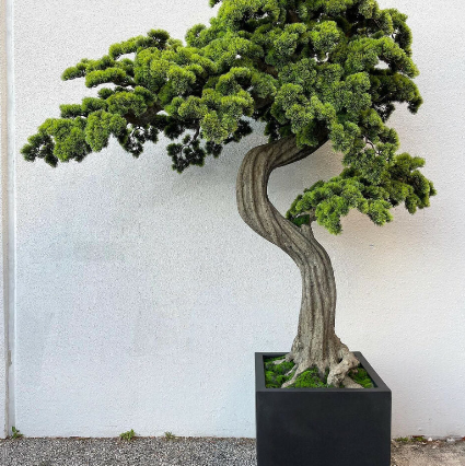 Bonsai Groß im Block-M Pflanzgefäß