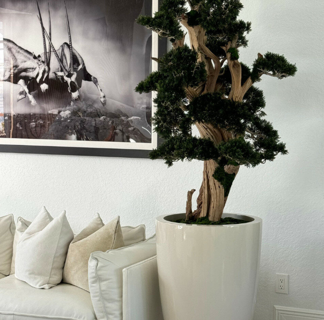 Großer Bonsai im Brannan Gefäß
