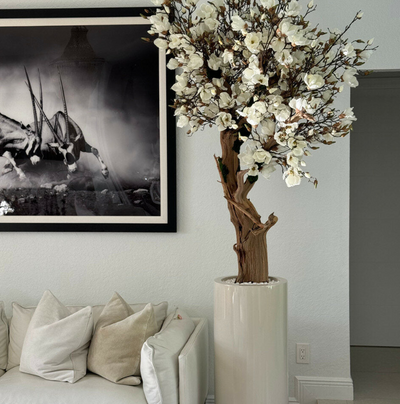 Weißer Magnolienbaum im Glänzenden St.-Tropez-Topf Beige