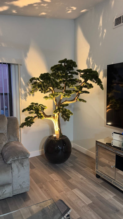 Bonsai „1,80 m" in einer runden schwarzen Vase